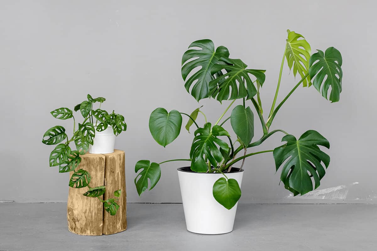 Monstera Deliciosa and Monstera Monkey Mask in a white pots stands on a gray background