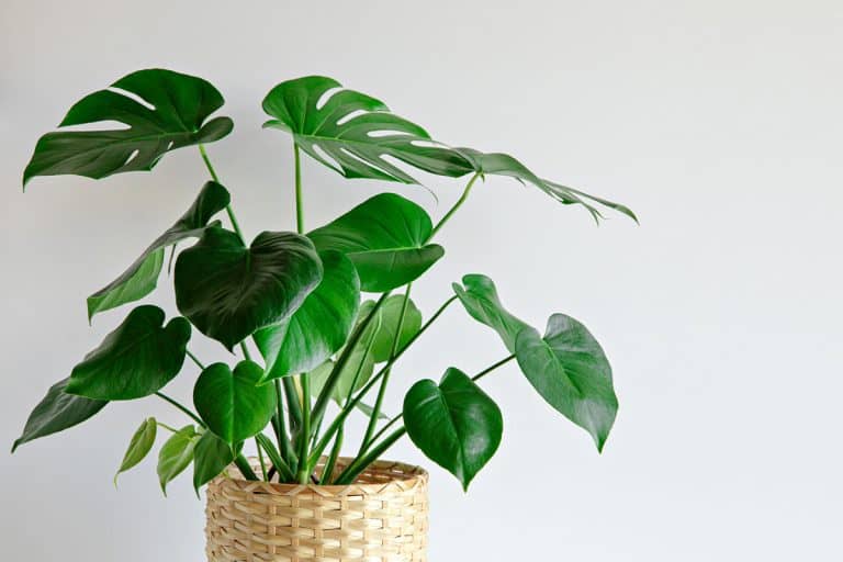 Monstera plant indoor on white wall background, How Much Do Monstera Plants Cost? [Inc. Rare Varieties]