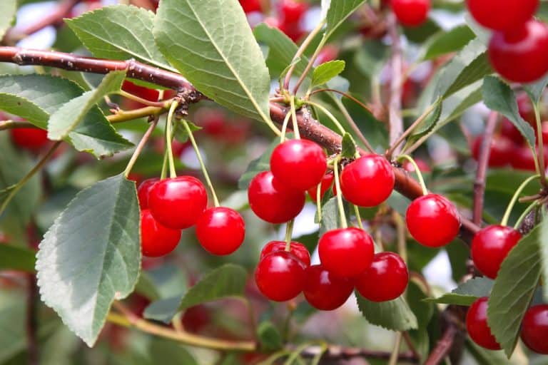 Montmorency tart cherries of Door County Wisconsin - 7 Best Cherry Trees for Zone 5