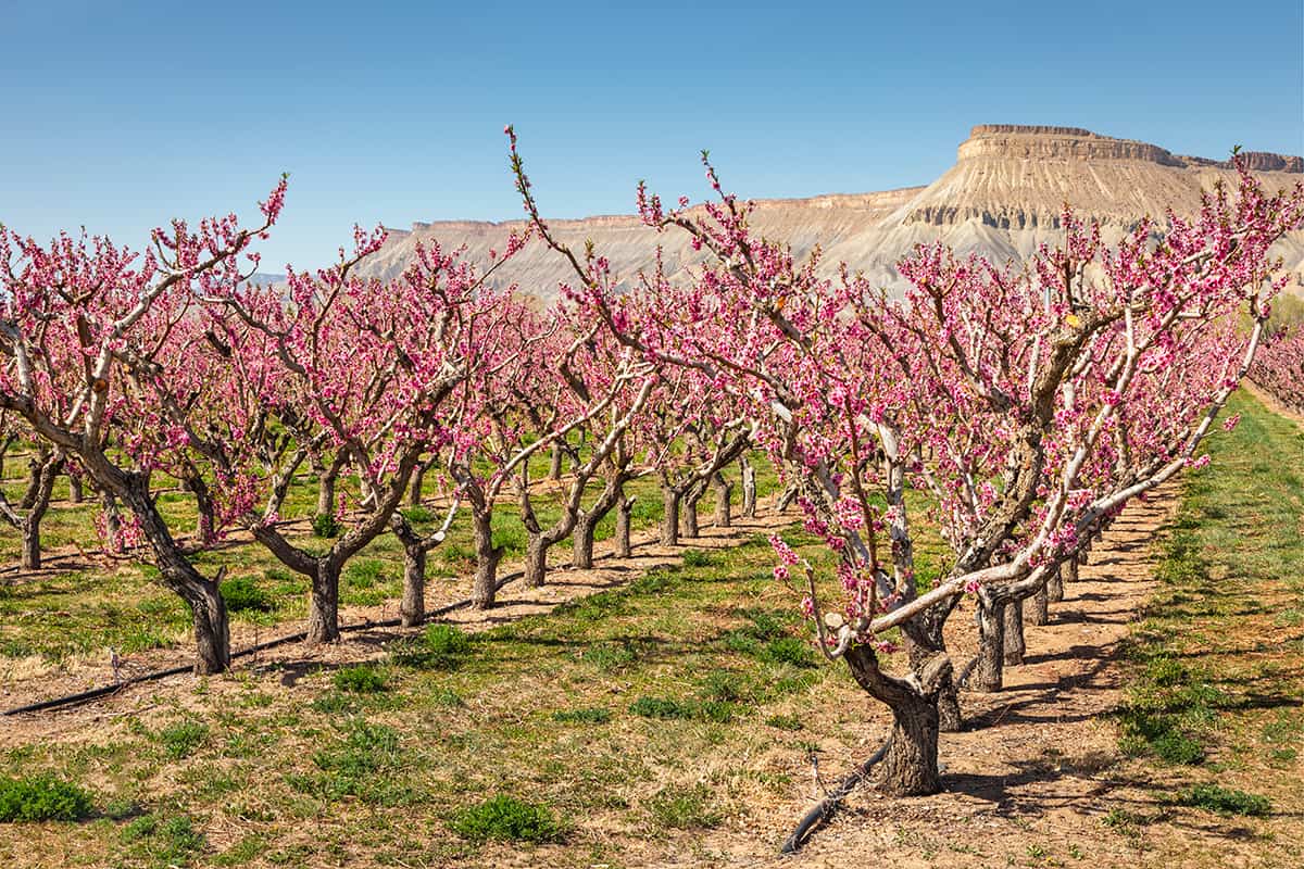 Mount Garfield makes a striking background for a peach orchard in bloom