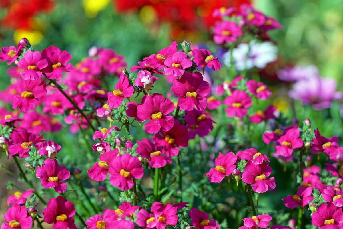 Nemesia flower with a color of pink