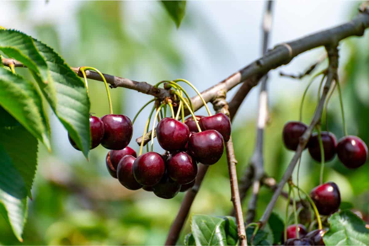 New harvest of big dark ripe sweet cherries on cherry trees plantation in Netherland
