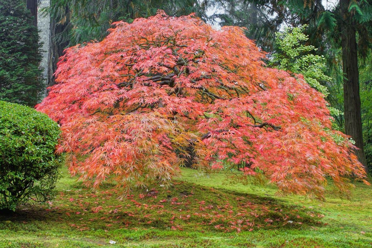 Old Japanese Maple Tree in Autumn