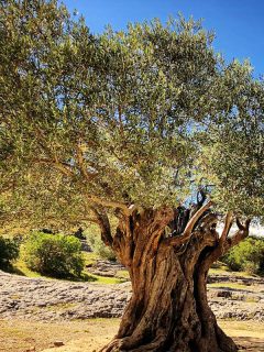 Old large olive tree growing in nature with bright blue sky, How Much Do Olive Trees Cost?