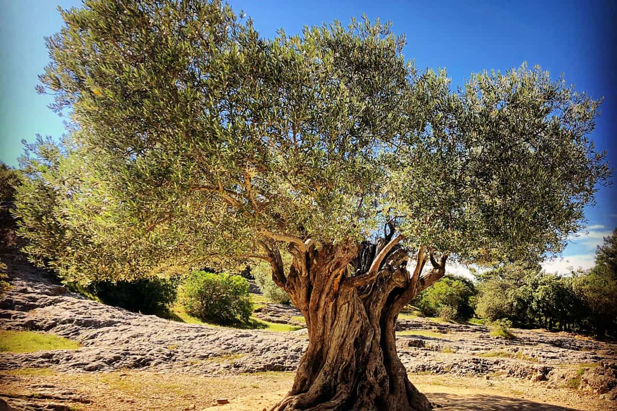 Old large olive tree growing in nature with bright blue sky