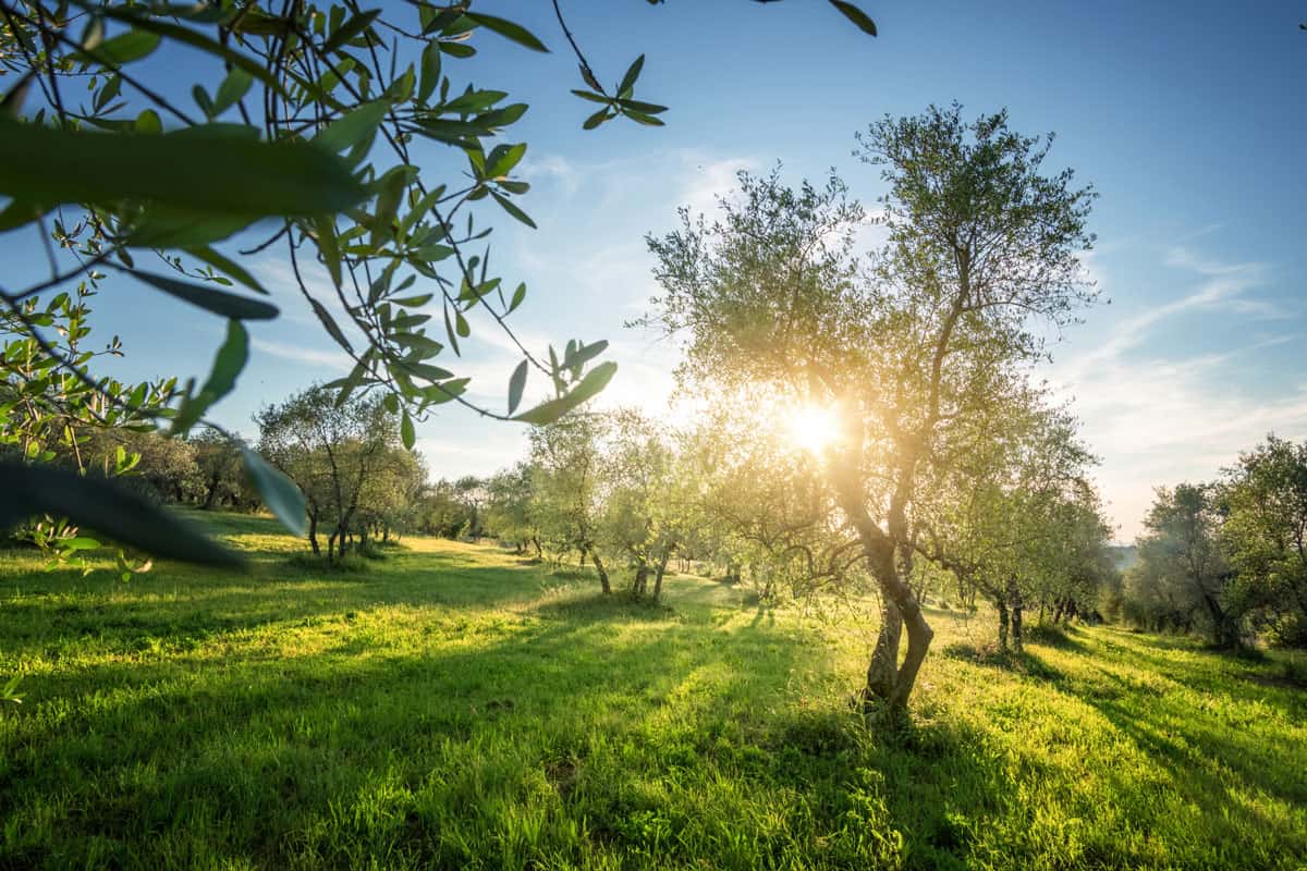Olive tree garden in Tuscany, Italy