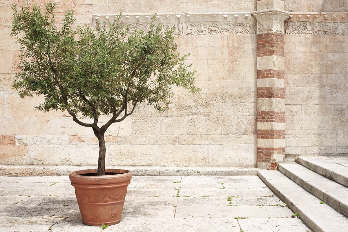 Olive tree in a pot on a hot summer day in front of stone wall