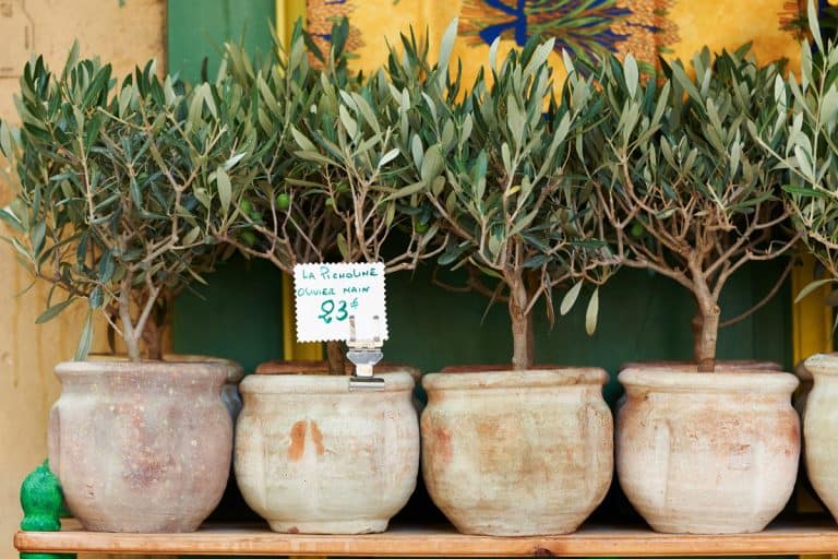 Small olive trees in pots, bonsai plants for sale, How Much Do Bonsai Trees Cost?
