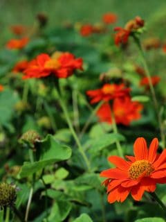 Orange Mexican sunflower on day time in the garden, 11 Orange Flowering Trees And Shrubs
