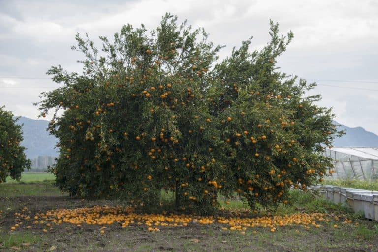 Orange trees, Will Fruit Trees Grow In Sandy Soil ?