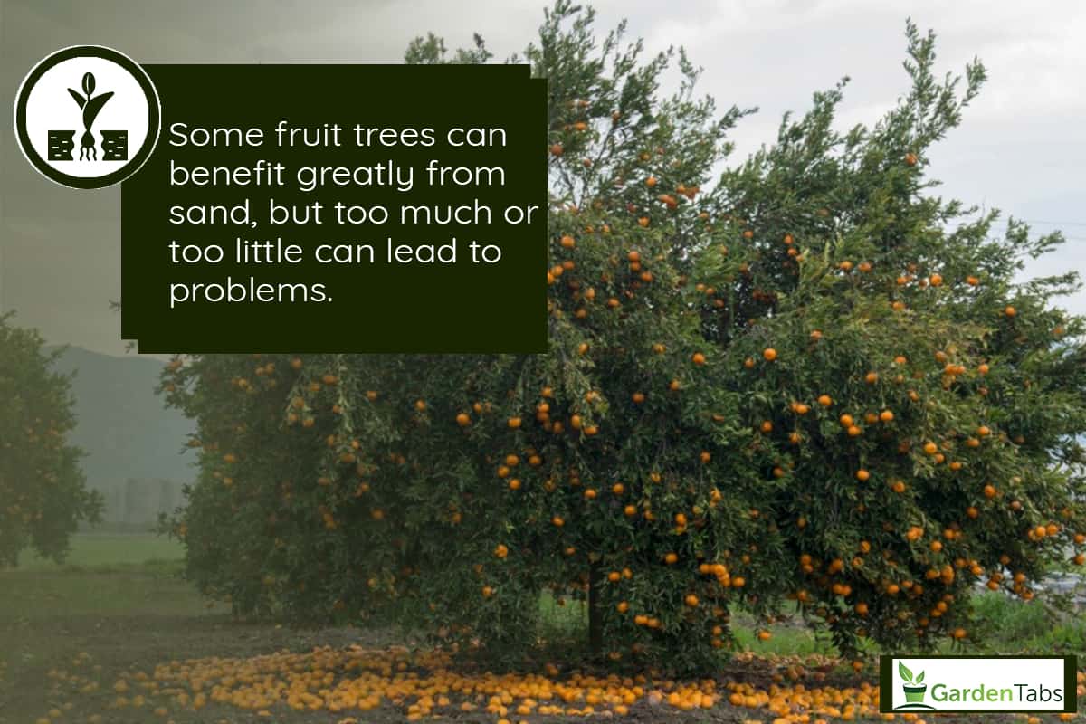 Orange trees, Will Fruit Trees Grow In Sandy Soil?