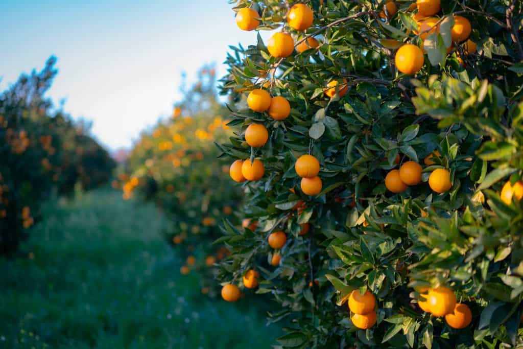 Oranges growing on tree orchard