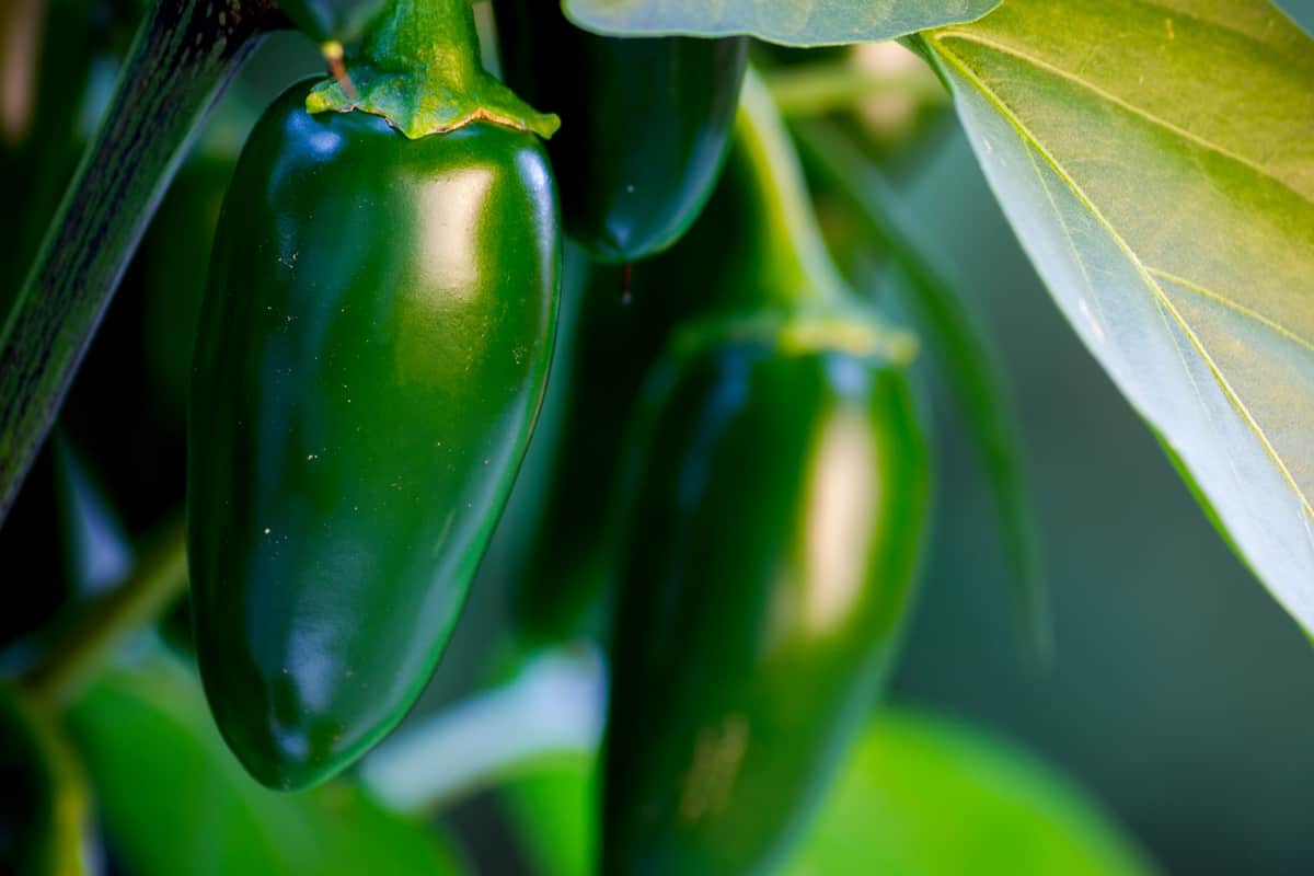Organic jalapeño (Capsicum annuum) peppers on a jalapeno plant.