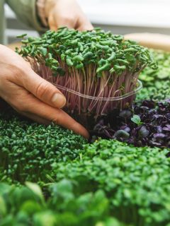 Organic raw food woman take a microgreens container out of car, Can You Harvest Seeds From Microgreens? [And How To]