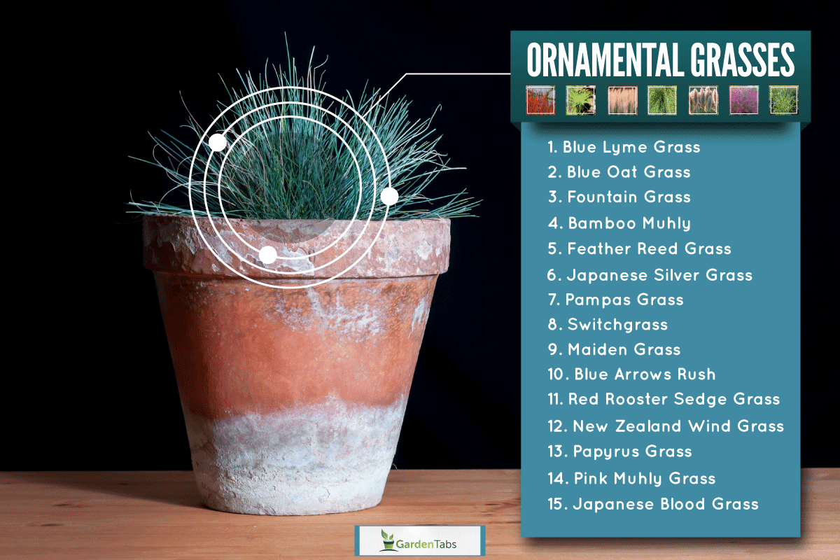 Festuca glauca in a clay pot on a table, Ornamental Grasses For Full Sun In Pots [15 Ideas For Your Landscaping]