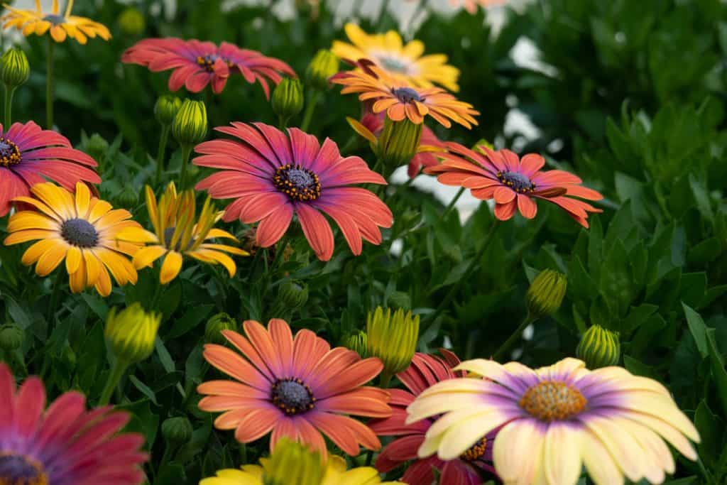 When To Cut Back African Daisies [And How To Do That]