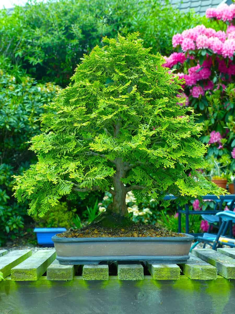 Outstanding specimen informal upright Hinoki Cypress bonsai on display in an enthusiasts garden in Bangor Northern Ireland