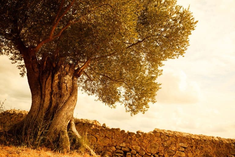Over 100 years old olive tree in Spain, Mallorca, How To Tell If Olive Tree Is Dead [And How To Revive It]