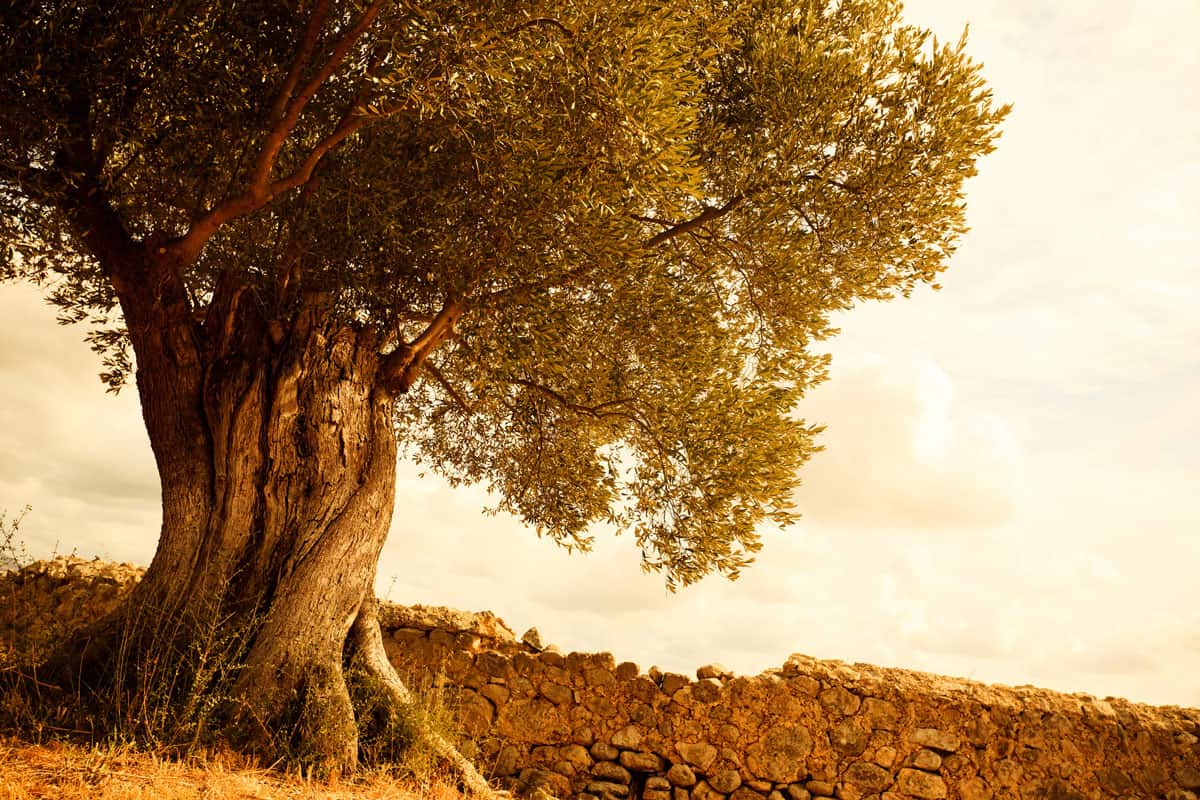 Over 100 years old olive tree in Spain, Mallorca