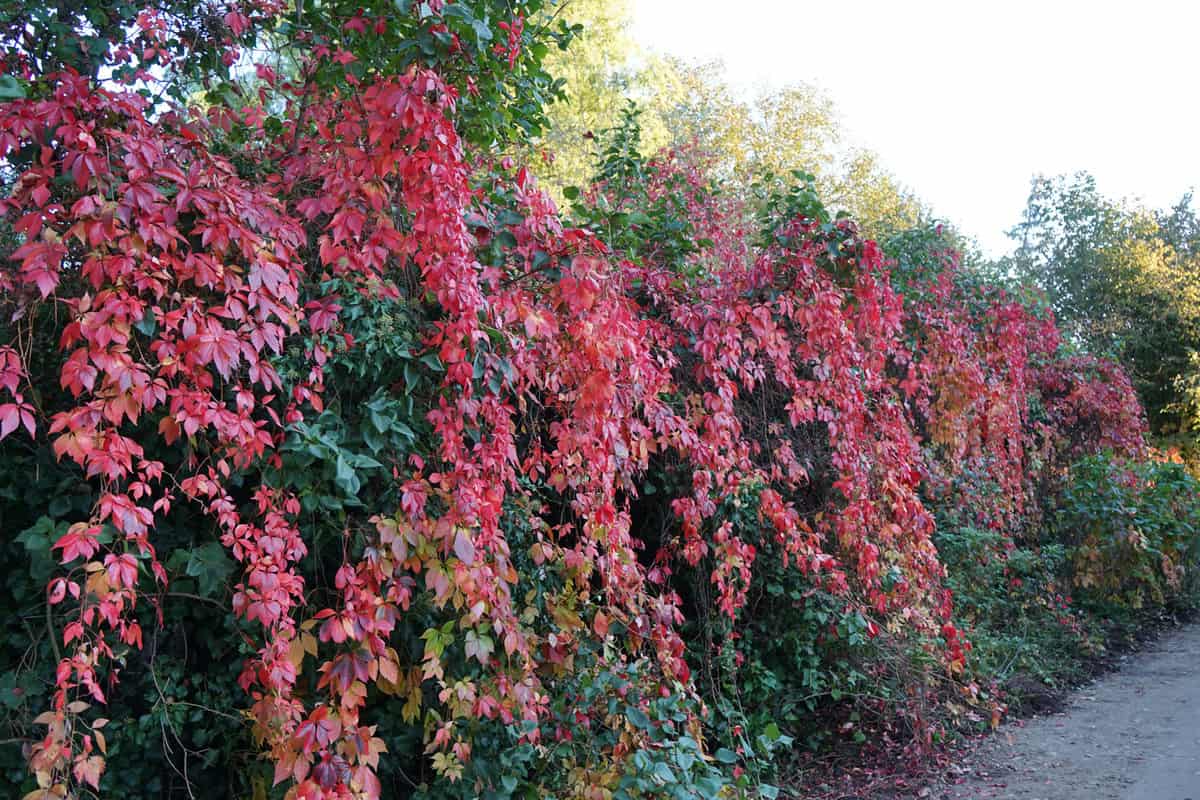 Parthenocissus quinquefolia, known as Virginia creeper, Victoria creeper, five-leaved ivy, or five-finger, is a species of flowering plant in the grape family, Vitaceae. Berlin, Germany