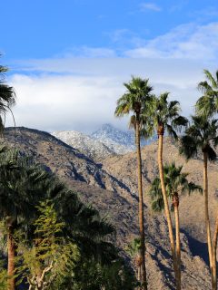 Palm trees at Palm Springs California, Can Coconuts Grow In California?