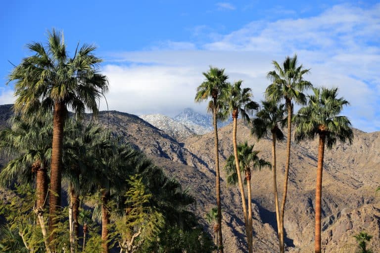 Palm trees at Palm Springs California, Can Coconuts Grow In California?