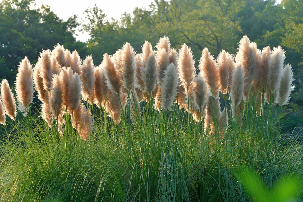 Pampas Grass (Cortaderia selloana), which is native to southern South America