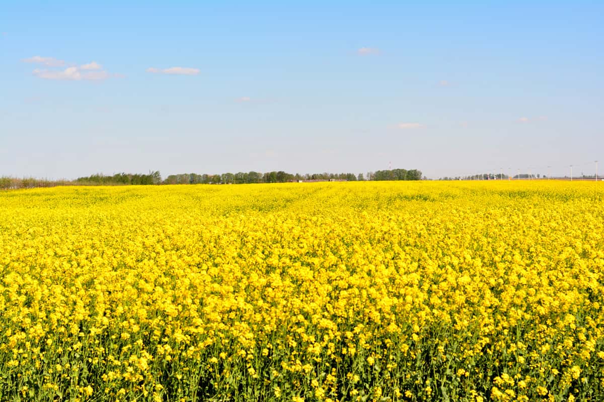 Panoramic view of rapeseed field.