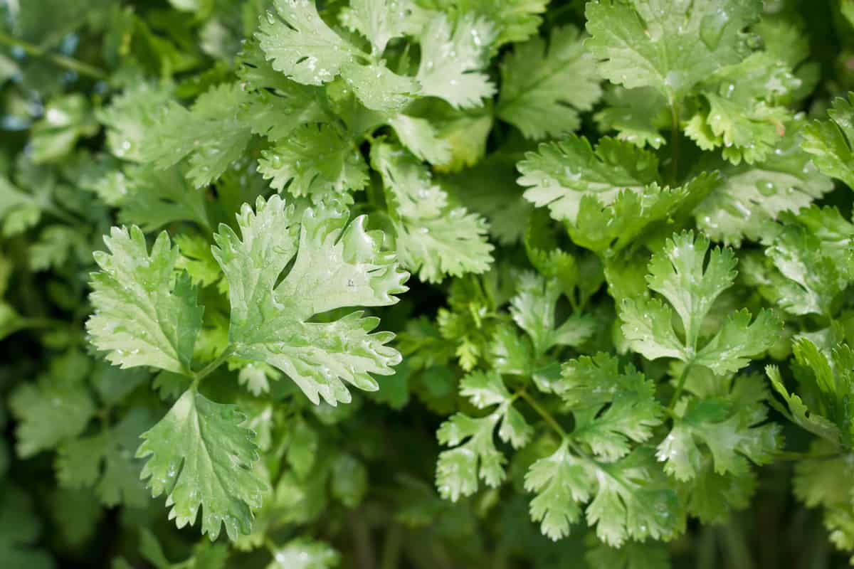 Parsley photographed up close