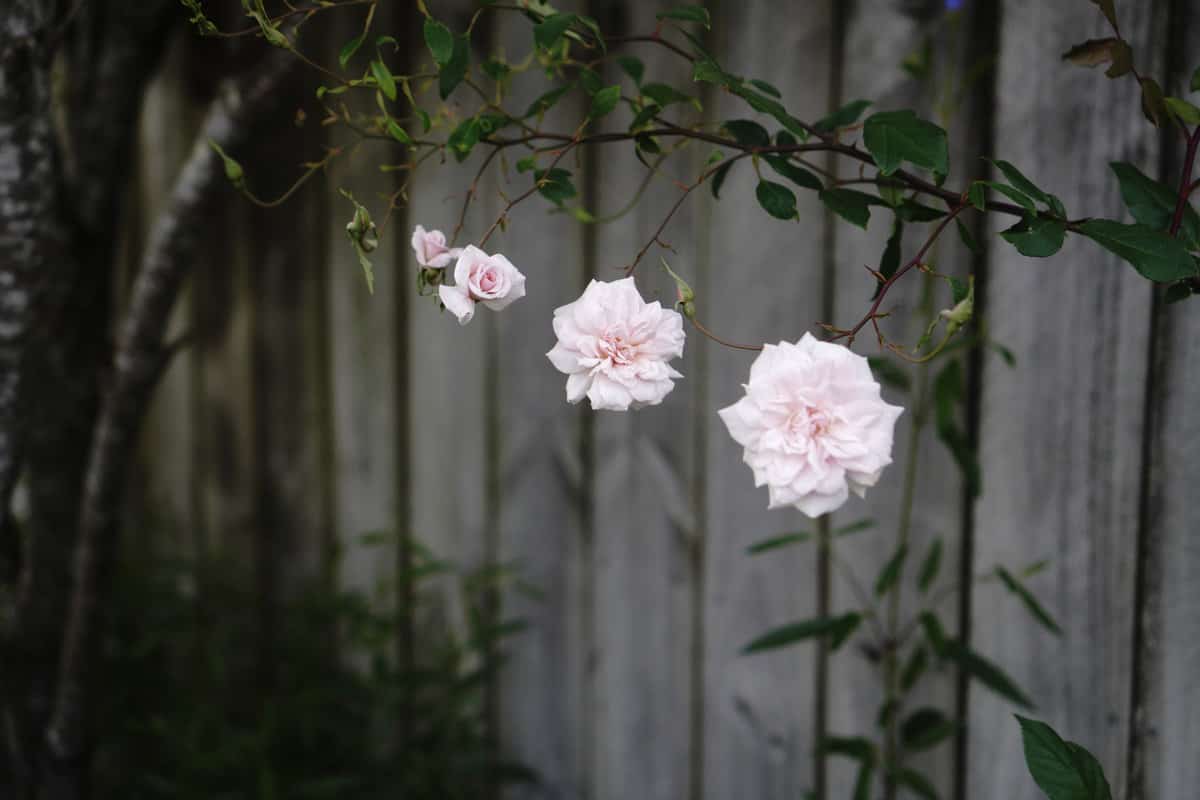 Pastel pink climbing roses in the garden again wooden fence palings. Roses in different stages of bloom.