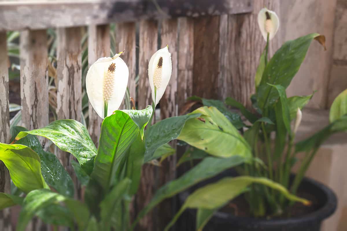 Peace Lily flower plant in outdoors garden