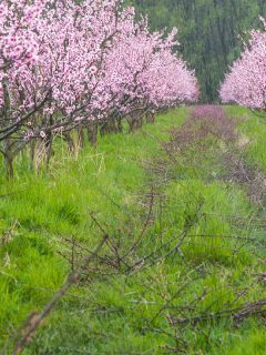 A peach trees cultivated in farm in spring in blossom, 12 Fruit Trees With Pink Flowers