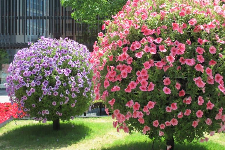 Blooming Petunia tree, How To Make A Petunia Tree [In 11 Easy Steps!]