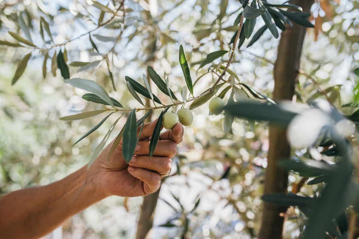 Picking fresh organic olives from the tree