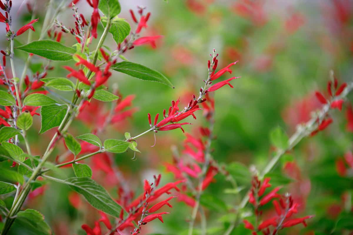 Pineapple sage, an annual herb, blooming with cardinal red flowers in fall which attract pollinators