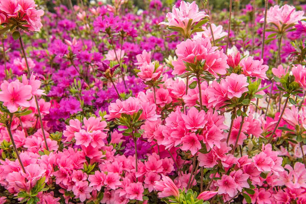 Pink and red azaleas flowers blooming in spring