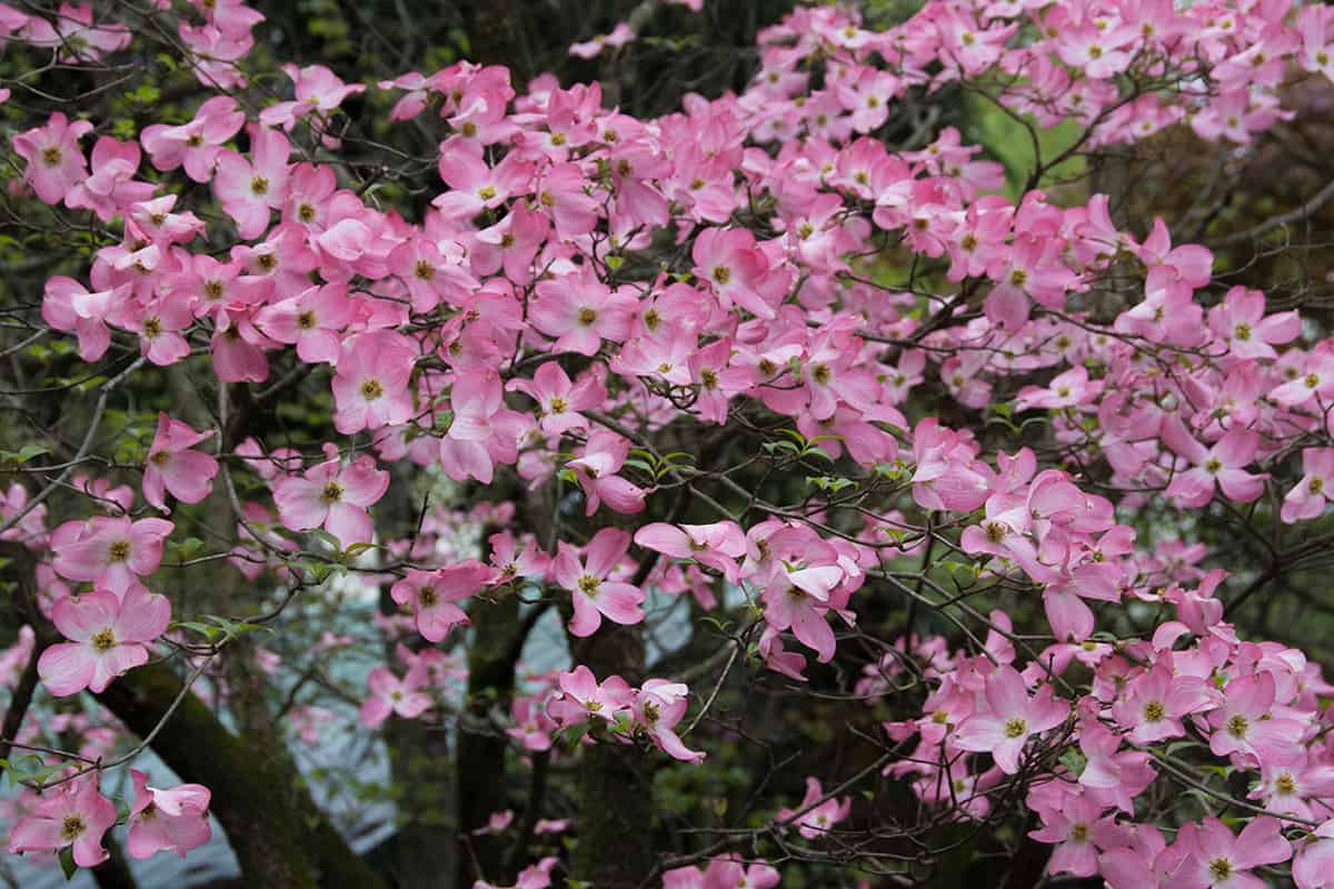 Pink dogwoods-spring flowers in a woodland