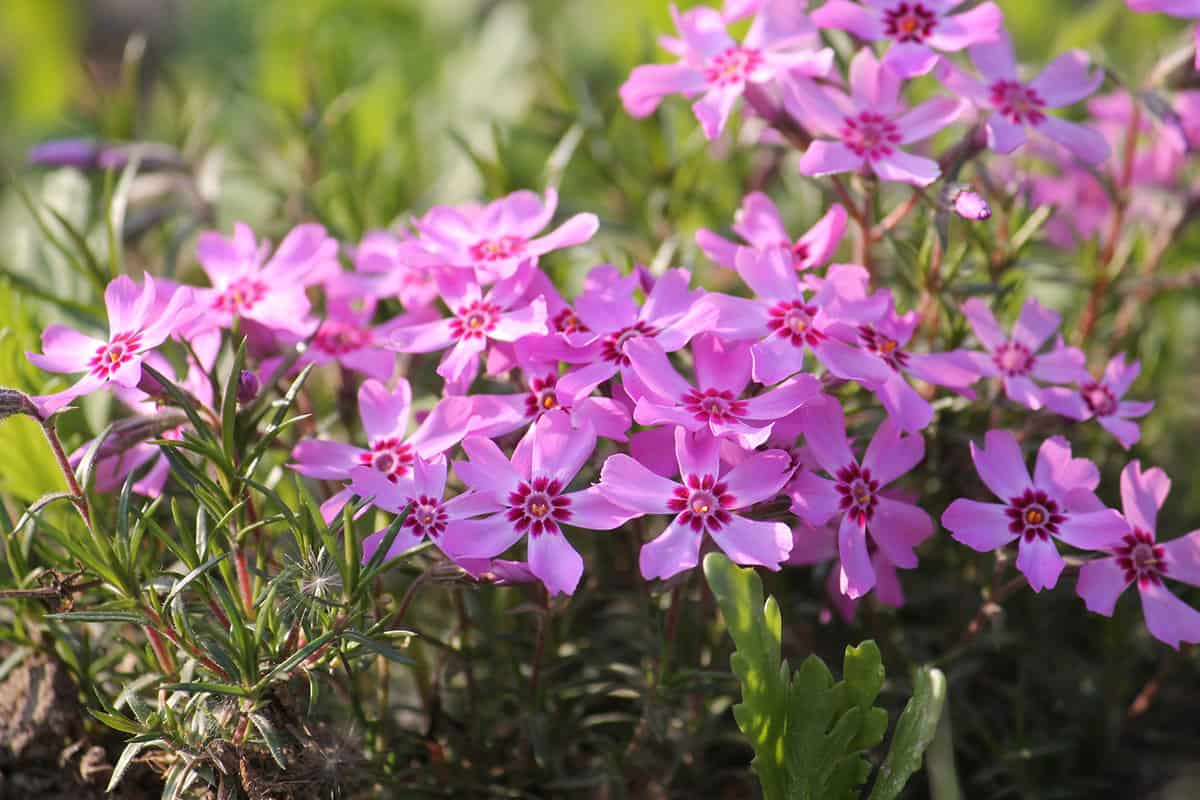 Pink flowers of Creeping Phlox close-up in garden