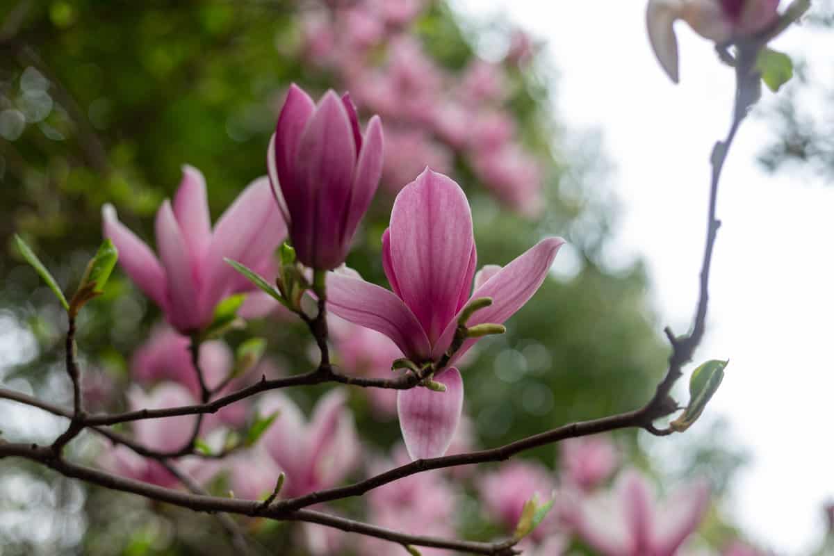 Pink magnolia flowers in the garden 