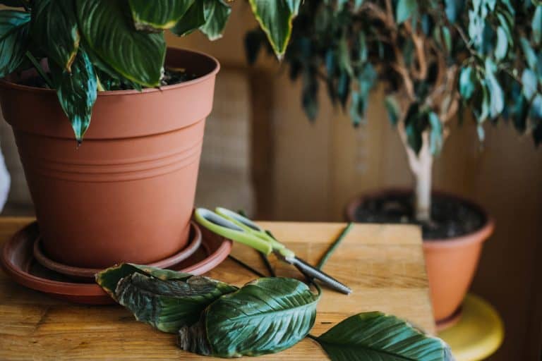 A plant pot on the table with dead leaf and scissors, Should I Cut The Dead Leaves Off My Peace Lily? [Inc. When And How To]
