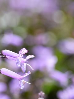 Plectranthus Mona Lavender flowers in the garden, How To Overwinter Mona Lavender