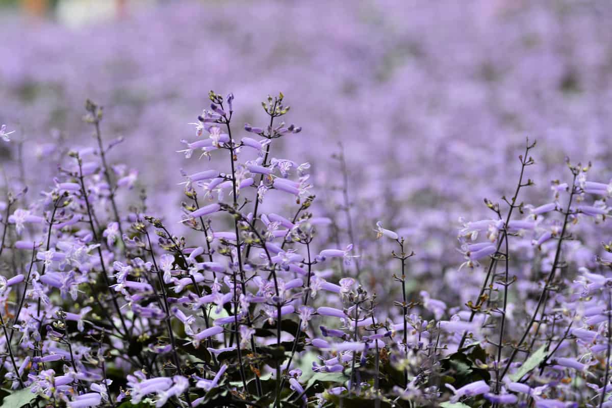 Plectranthus Mona Lavender flowers in the garden