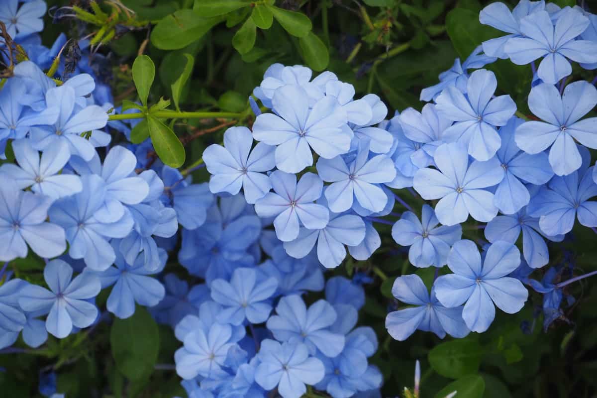 Plumbago auriculata in the park on the asia