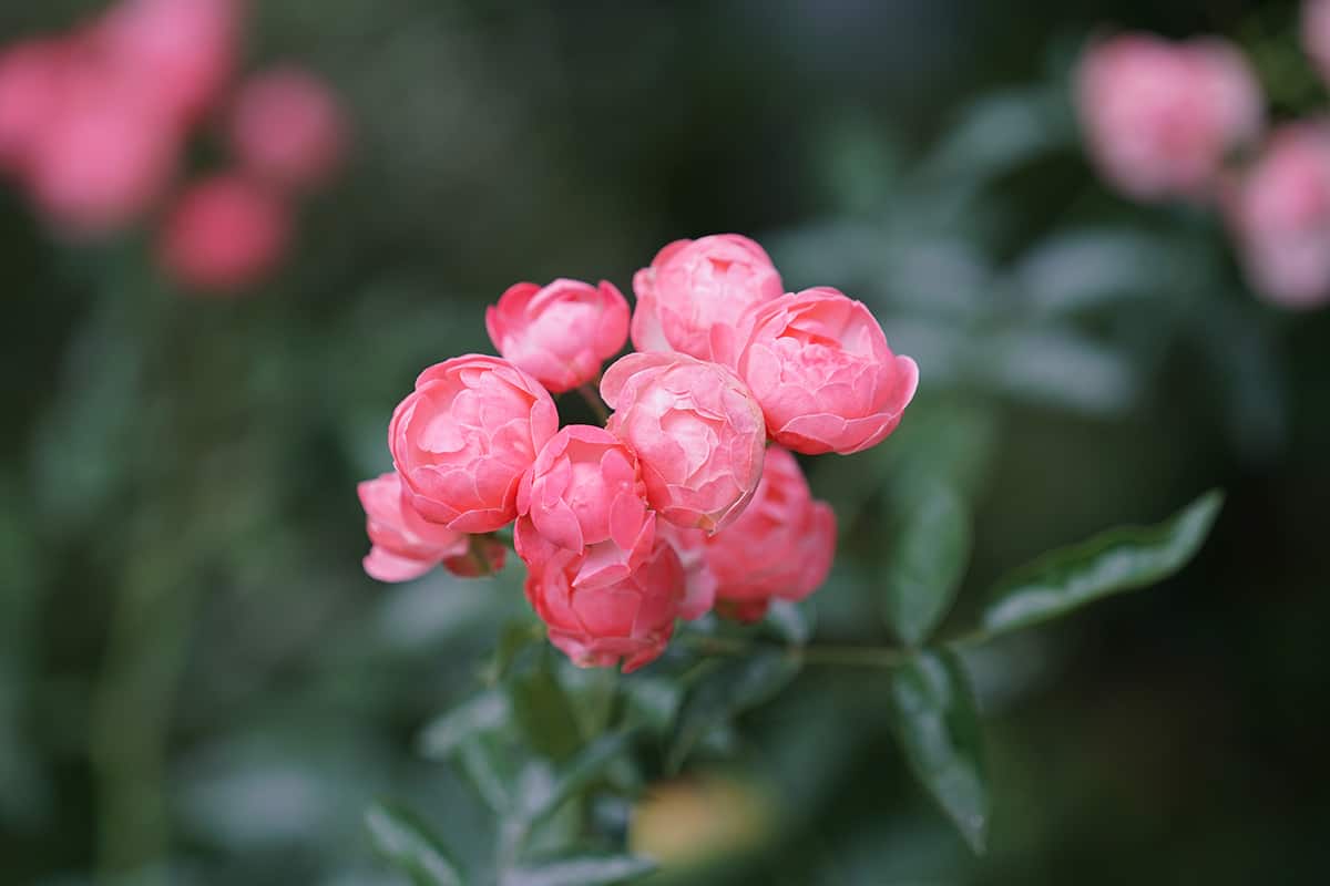 Polyantha rose