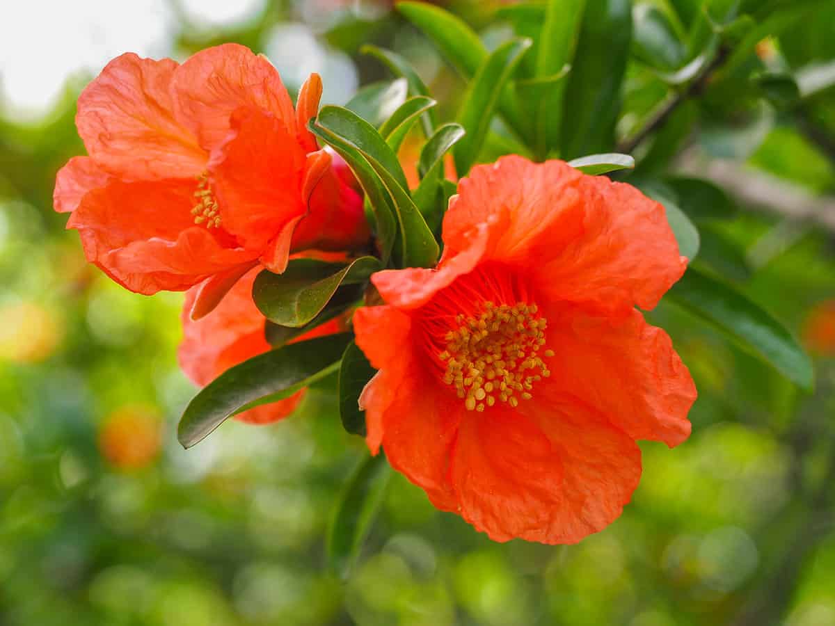 Pomegranate with bright orange flowers