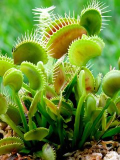 Potted Venus Flytrap, How Much Does Venus Flytrap Cost And Where Can I Buy One?