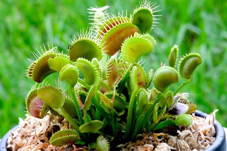 Potted Venus Flytrap, How Much Does Venus Flytrap Cost And Where Can I Buy One?