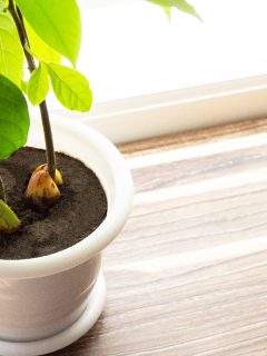 A potted avocado tree in the house, Can An Indoor Avocado Tree Bear Fruit?