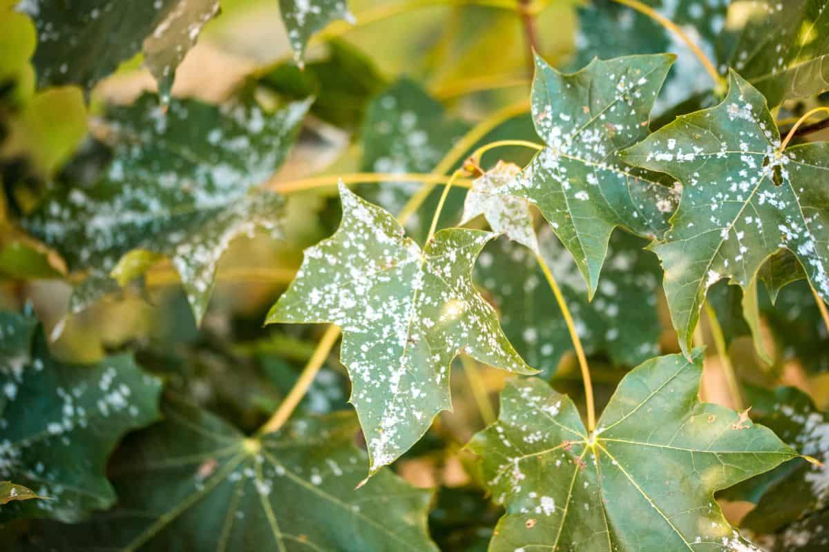 Powdery mildew on foliage of Acer tataricum or Tatarian maple. — Photo