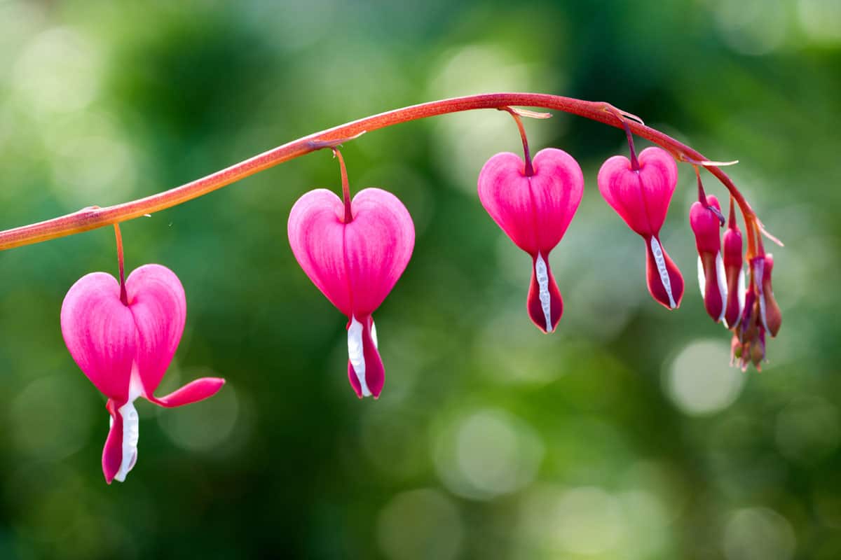Pretty pink bleeding heart flowers string out on a branch